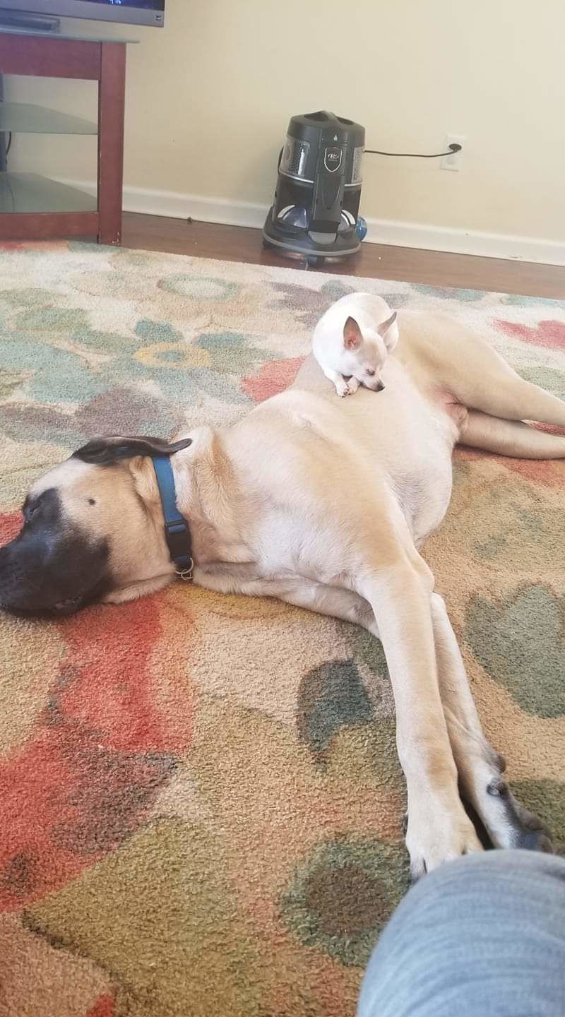 Hank and Chopper
